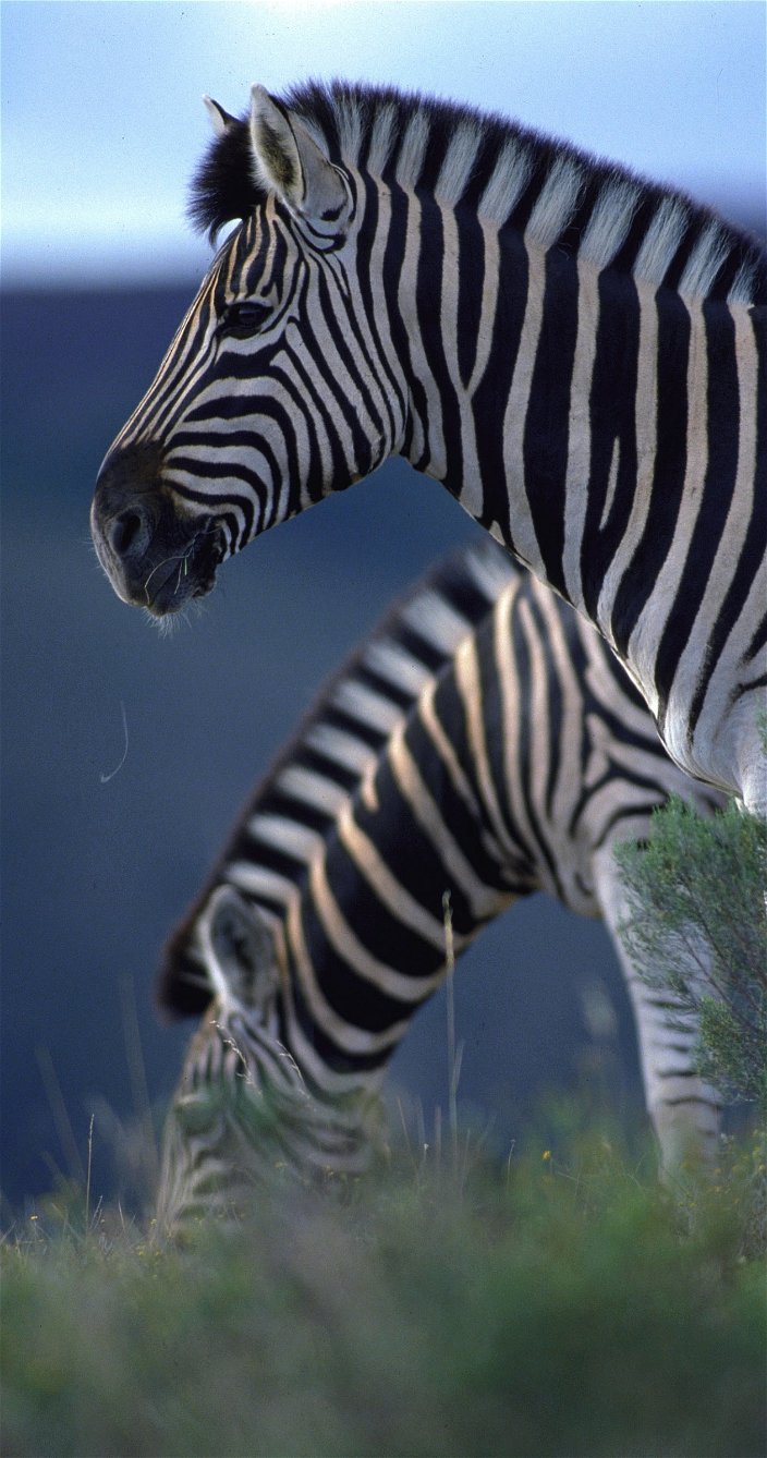 Zebra's - Wildlife - Afrika reizen