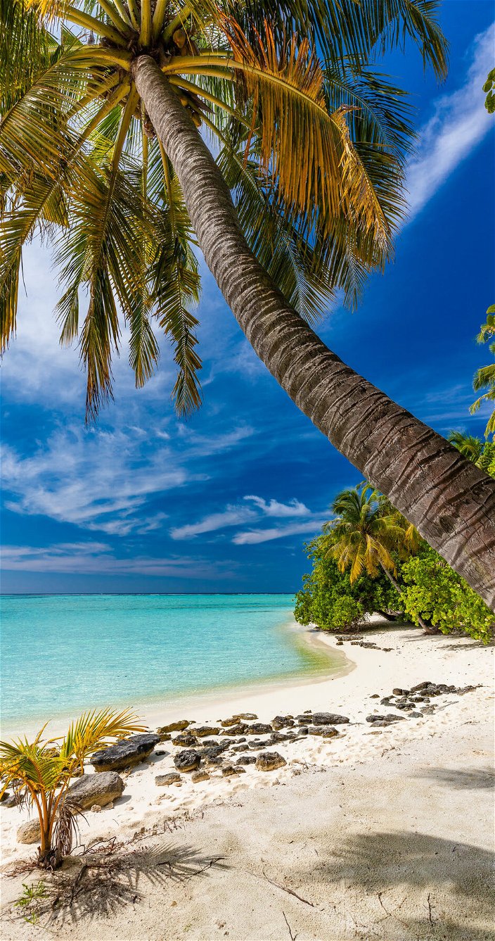Malediven strand - Palmbomen - Zon